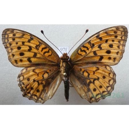 Argynnis adippe (Denis & Schiffermüller, 1775) female Dostojka adype Croatia97f